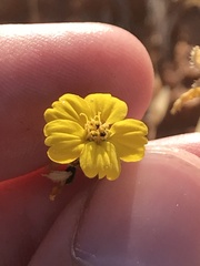 Deinandra pentactis