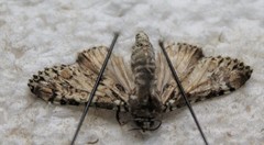 Harrisimemna trisignata