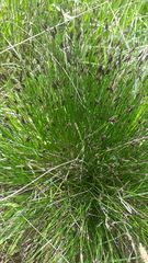 Schoenus ferrugineus