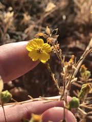 Deinandra pentactis