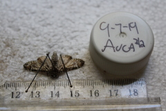 Harrisimemna trisignata