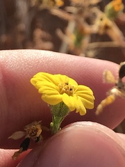 Deinandra pentactis