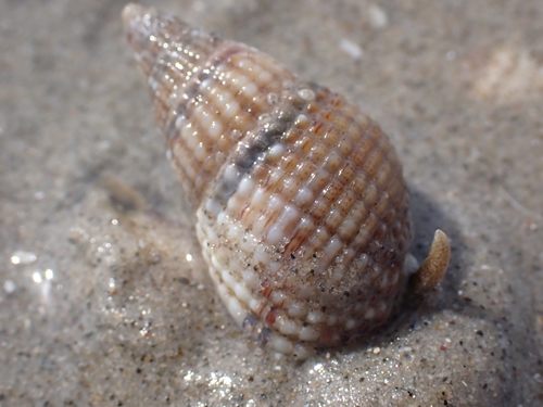 Netted Dogwhelk