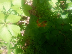 Spigelia marilandica