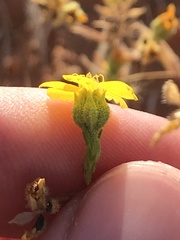 Deinandra pentactis