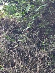 Danaus melanippus hegesippus