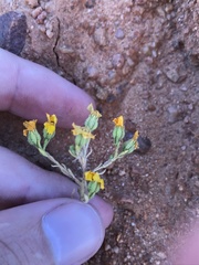 Deinandra pentactis