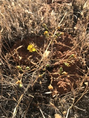 Deinandra pentactis