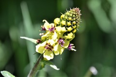 Verbascum alpinum
