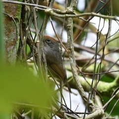 Dysithamnus