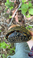 Terrapene carolina carolina