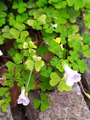 Oxalis incarnata