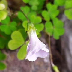 Oxalis incarnata