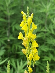 Linaria angustissima