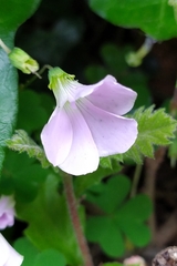 Oxalis incarnata