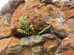 Cheilanthes hirta hirta