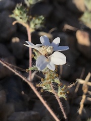 Calycadenia villosa