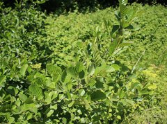 Alnus glutinosa barbata