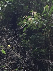 Danaus melanippus hegesippus