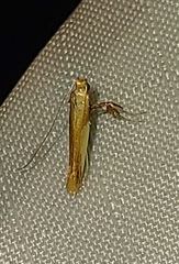Caloptilia superbifrontella