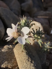 Calycadenia villosa
