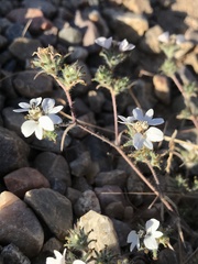 Calycadenia villosa
