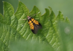 Schiffermuelleria schaefferella