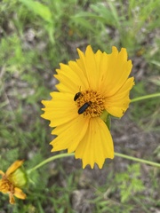 Nemognatha nemorensis