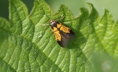 Schiffermuelleria schaefferella