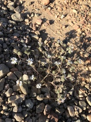 Calycadenia villosa