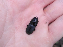 Dorcus parallelipipedus