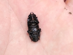Dorcus parallelipipedus