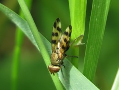 Melieria crassipennis