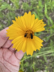 Nemognatha nemorensis