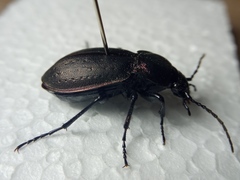 Carabus nemoralis