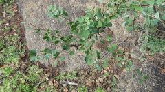 Spiraea aquilegifolia