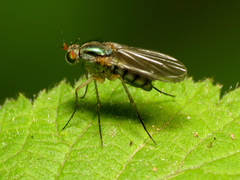 Dolichopodinae