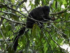 Pithecia monachus