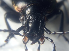 Carabus nemoralis