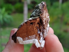 Sebipora aquosa