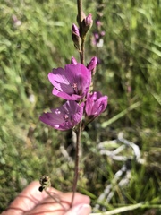 Sidalcea oregana
