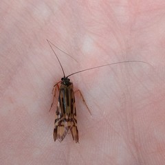 Macrostemum zebratum