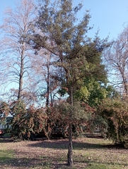 Quercus suber
