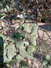Quercus suber