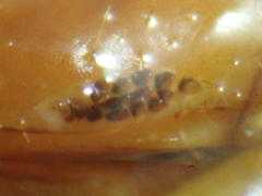 Bothropolys permundus