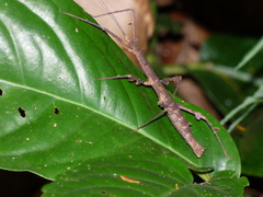 Ceroys perfoliatus