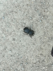 Dorcus parallelipipedus