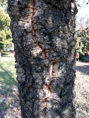 Quercus suber