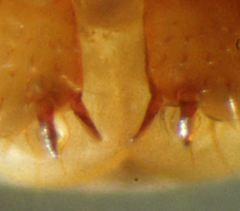 Bothropolys permundus