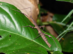 Ceroys perfoliatus